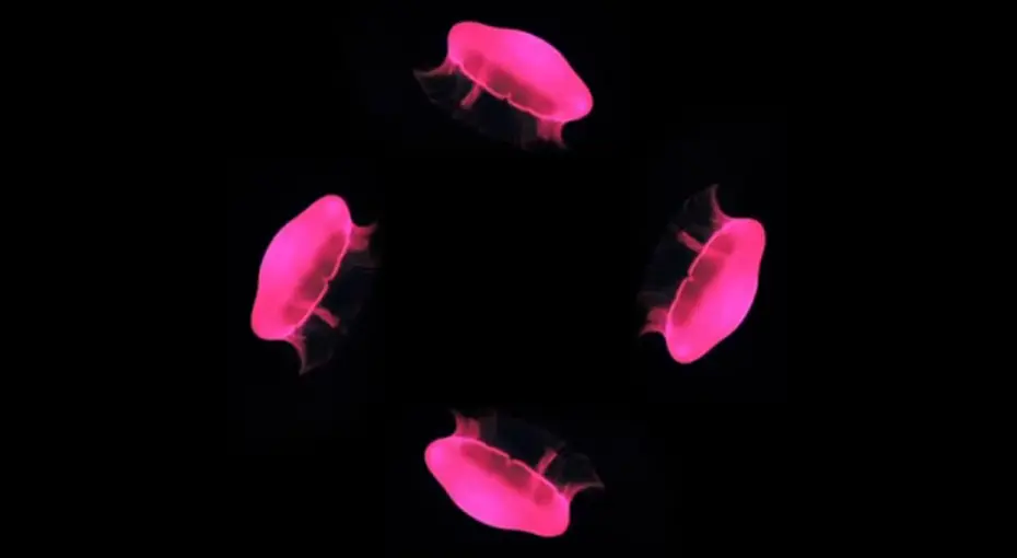 全息投影什么时候实现的？全息投影技术何时成为现实？